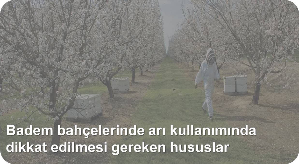 badem ari.jpg
